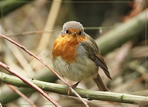 Roodborst - Erithacus rubecula (14)