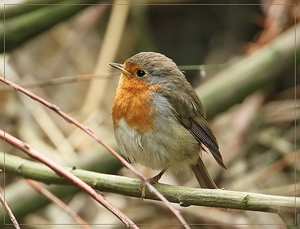 Roodborst - Erithacus rubecula (16)