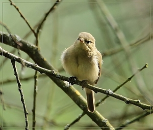 Tjiftjaf - Phylloscopus collybita (2)