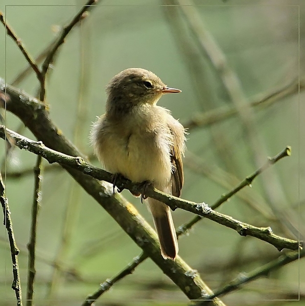 Tjiftjaf - Phylloscopus collybita (4)