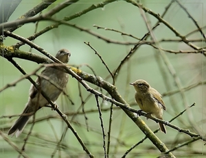 Tjiftjaf - Phylloscopus collybita (6)