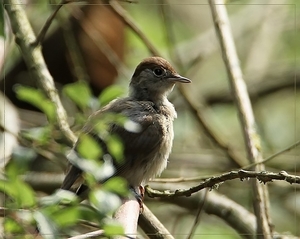 Zwatkop - Sylvia atricapilla (4)