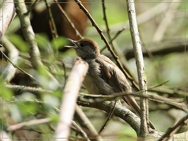Zwatkop - Sylvia atricapilla (10)