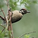 Grote Bonte Specht - Dendrocopos major (4)