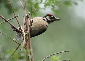 Grote Bonte Specht - Dendrocopos major (4)