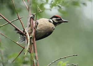 Grote Bonte Specht - Dendrocopos major (6)