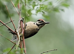 Grote Bonte Specht - Dendrocopos major (8)