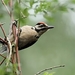 Grote Bonte Specht - Dendrocopos major (10)