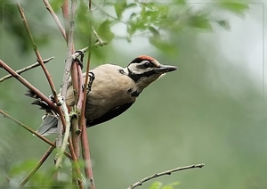 Grote Bonte Specht - Dendrocopos major (10)