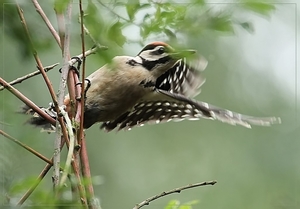 Grote Bonte Specht - Dendrocopos major (12)