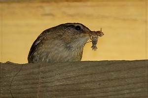 Winterkoning - Troglodytes troglodytes  (2)