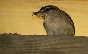 Winterkoning - Troglodytes troglodytes  (4)