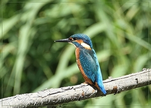 Ijsvogel - Alcedo atthis (2)