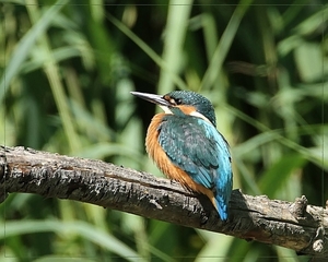 Ijsvogel - Alcedo atthis (4)