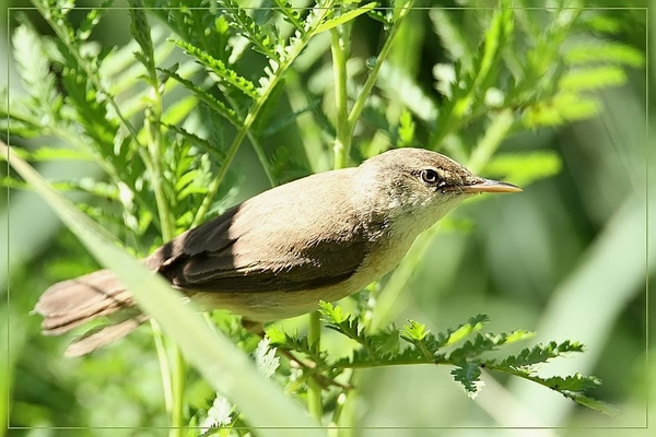 Kleine Karekiet - Acrocephalus scirpaceus (2)