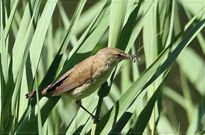 Kleine Karekiet - Acrocephalus scirpaceus (4)