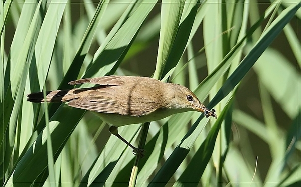 Kleine Karekiet - Acrocephalus scirpaceus (6)