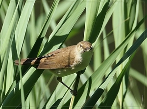 Kleine Karekiet - Acrocephalus scirpaceus (8)