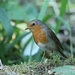 Roodborst - Erithacus rubecula (2)