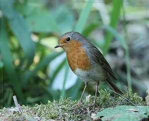 Roodborst - Erithacus rubecula (2)