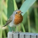 Roodborst - Erithacus rubecula (6)