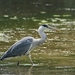 Ardea cinerea  (2)