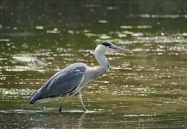 Ardea cinerea  (2)