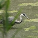 Ardea cinerea  (4)