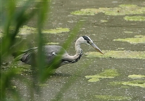 Ardea cinerea  (4)