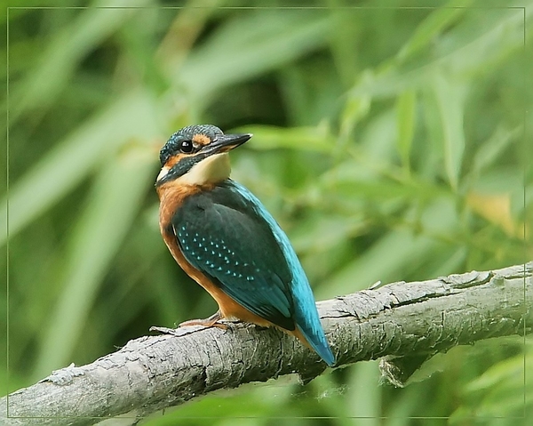 Ijsvogel - Alcedo atthis (2)