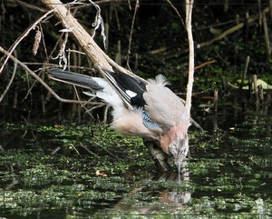 Gaai - Garrulus glandarius