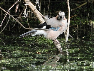 Gaai - Garrulus glandarius