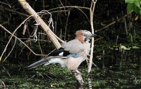 Gaai - Garrulus glandarius