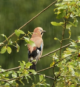 Gaai - Garrulus glandarius