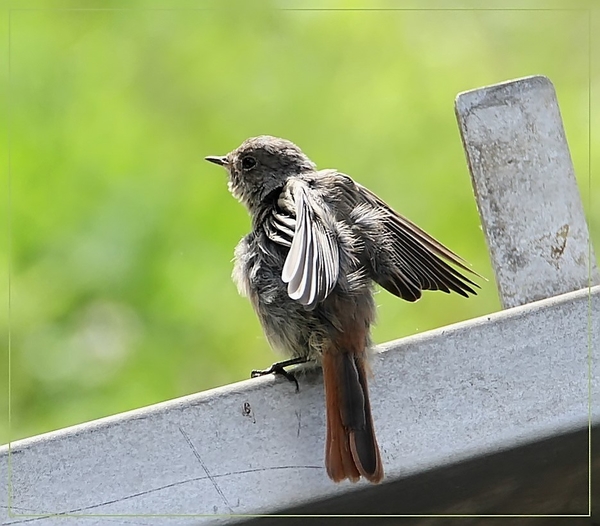 Gekraagde roodstaart -  Phoenicurus phoenicurus (2)