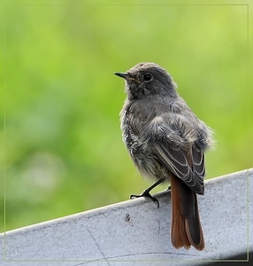 Gekraagde roodstaart -  Phoenicurus phoenicurus (4)