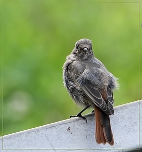 Gekraagde roodstaart -  Phoenicurus phoenicurus (6)