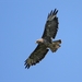 Buizerd - Buteo buteo