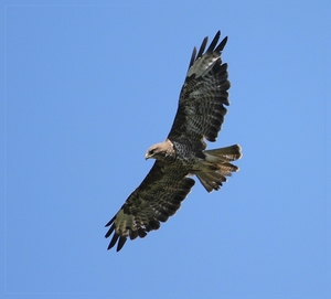 Buizerd - Buteo buteo