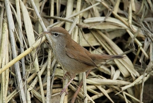 Cetti's Zanger - Cettia cetti