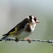 Putter - Carduelis carduelis