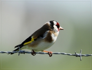 Putter - Carduelis carduelis