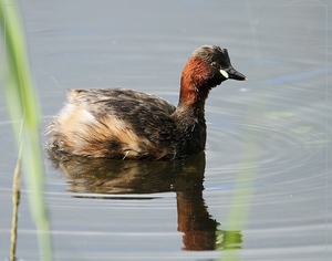 Dodaars - Tachybaptus ruficollis