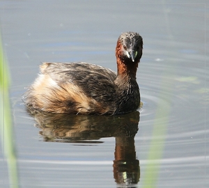 Dodaars - Tachybaptus ruficollis