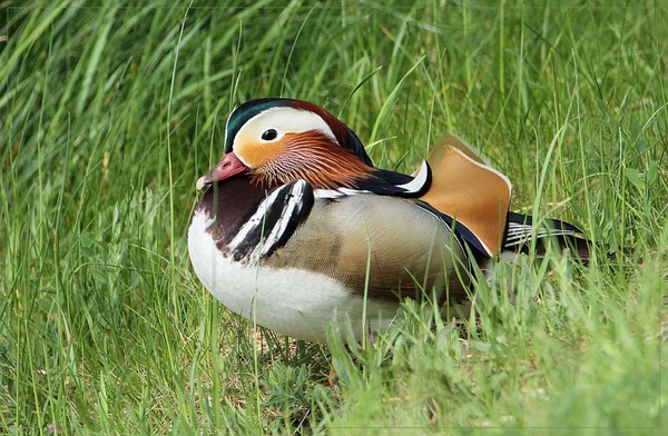Mandarijneend - Aix galericulata