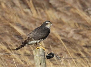 Sperwer - Accipiter nisus