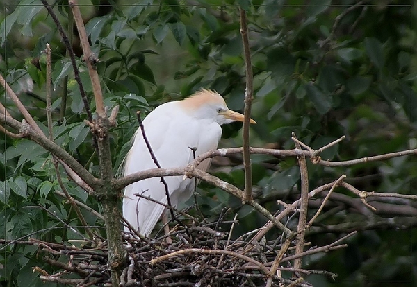 Koereiger - Bubulcus ibis