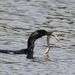 Aalscholver - Phalacrocorax carbo