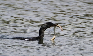 Aalscholver - Phalacrocorax carbo