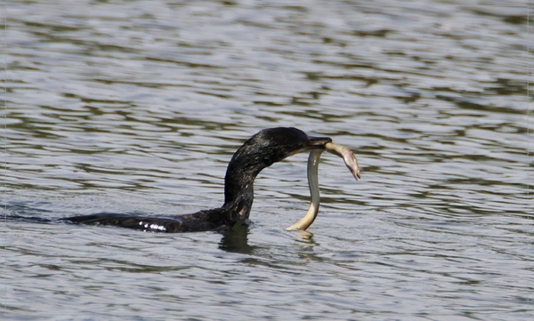 Aalscholver - Phalacrocorax carbo